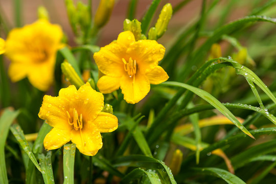 Fototapeta Yellow Stella de Oro Daylily