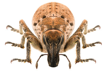 True weevil Maximus strabus isolated on white background, head-on view.