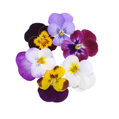 Fleurs de Viola cornuta