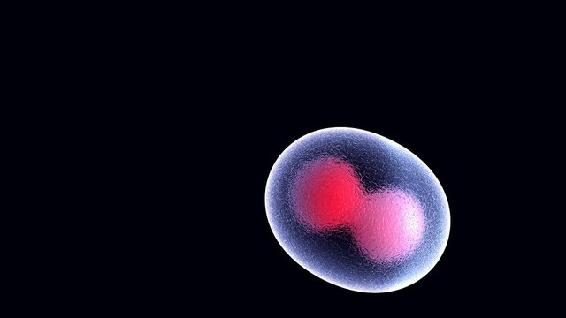 Cellular Division Under The Microscope