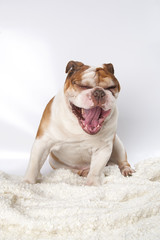 Portrait of a yawning dog breed English Bulldog..