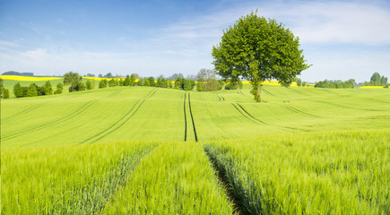 wiosenne pole młodego zboża © Mike Mareen