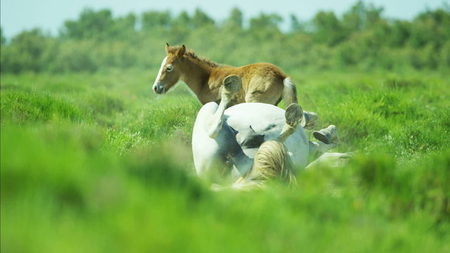 Camargue horses foal baby young wild Stallion Gelding