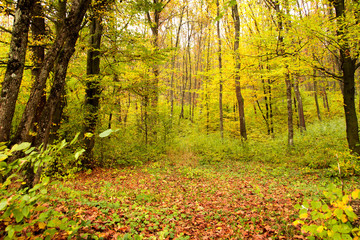 Obraz premium Forest