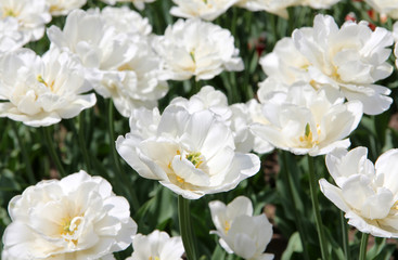 Naklejka na ściany i meble many White flowers/carpet delicate white tulip flower with the smell of love
