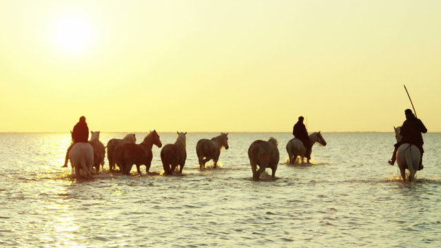 Camargue animal horses France sunrise travel