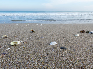 Fototapeta na wymiar Shell on the sand against the raging sea
