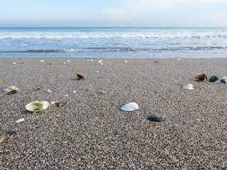 Shell on the sand against the raging sea