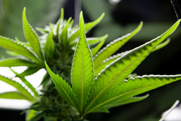 backlit Marijuana Leaf