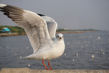 Seagull front of the sky