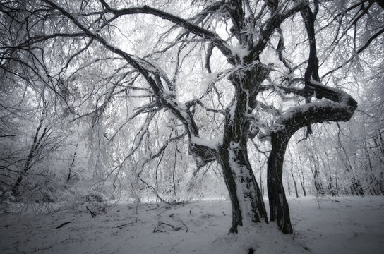 Fototapeta old twisted frozen tree in winter forest