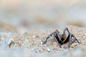 wolf spider