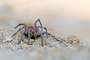 wolf spider