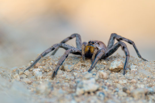 Wolf Spider