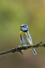 Eurasian blue tit - Cyanistes caeruleus