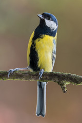 Obraz premium Great tit - Parus major