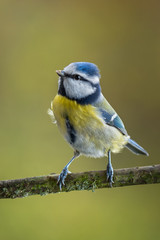 Eurasian blue tit - Cyanistes caeruleus