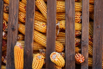 Corn in romanian traditional hambar