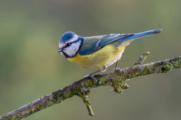 Eurasian blue tit - Cyanistes caeruleus
