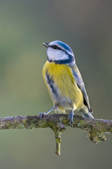 Eurasian blue tit - Cyanistes caeruleus