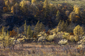 Forest in Aershan,China