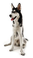 Siberian Husky sitting, isolated on white