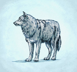 color engrave ink draw wolf illustration