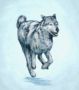 color engrave ink draw wolf illustration