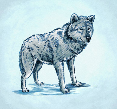color engrave ink draw wolf illustration