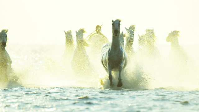 France Camargue horses running sunset cowboy water 