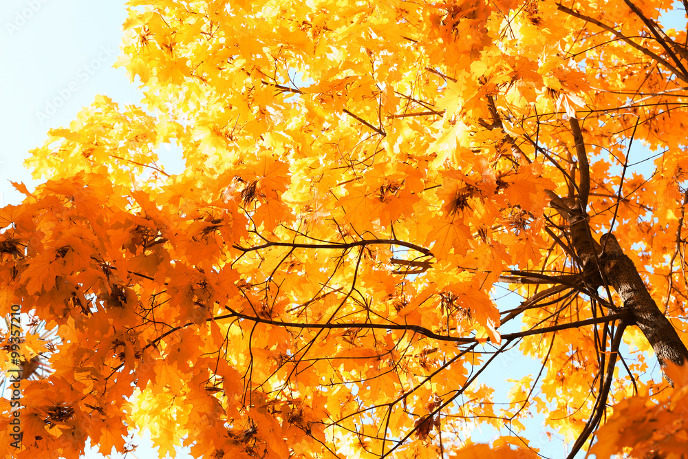 Canvas Prints tops of golden autumn trees on sky background, close up