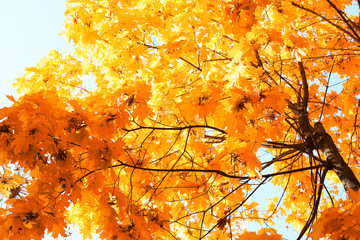 Tops of golden autumn trees on sky background, close up