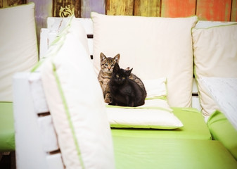three little cats seat on a pillow