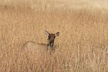 Cow Elk