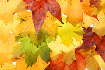 Naklejka na ściany i meble Autumn leaves, close-up