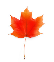 Maple leaf isolated on white