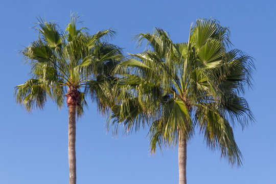 two palmtrees over blue sky