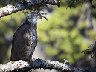 bald eagle resting