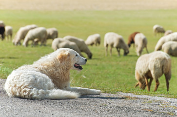Cane pastore con gregge