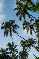 Fototapeta na wymiar Green coconut palm trees under blue sky with clouds