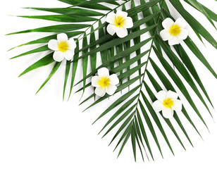 Plumeria flowers and palm leaves, closeup