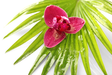 Orchid flower and palm leaves, closeup