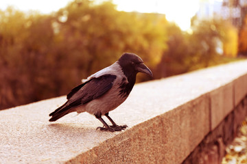 Crow in a park, closeup