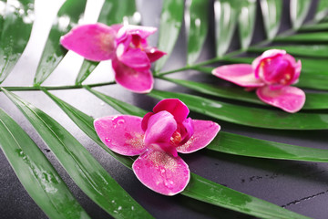 Beautiful composition of purple orchid on palm leaves, close up