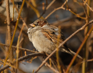 House sparrow (Passer domesticus) 