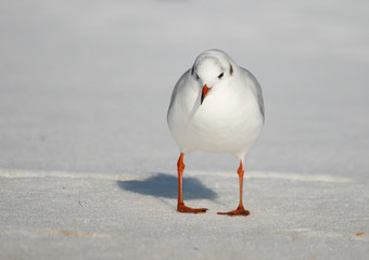 Black-headed gull (Chroicocephalus ridibundus) on snow
