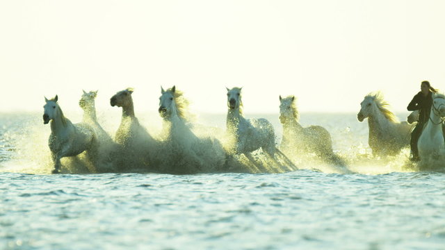 France Camargue horses running sunset cowboy water 