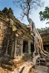 Fototapeta na wymiar Ta Prohm temple in Siem reap , Cambodia