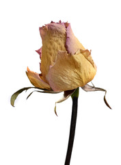 Faded Withered Rose Flower Isolated on White