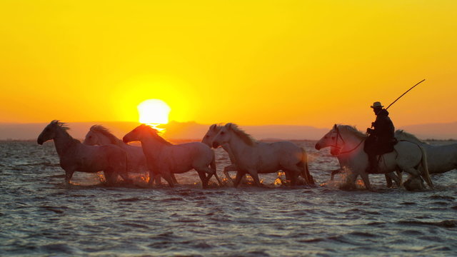 Camargue animal cowboy horse France sunrise travel
